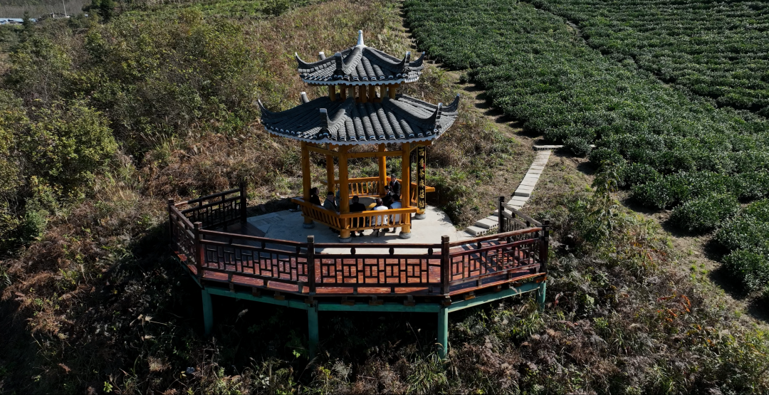 茶园被啃！放羊人成“恶人"  多亏了法官解纠纷又扮“羊倌”